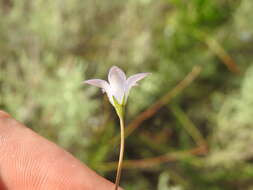 صورة Wahlenbergia undulata (L. fil.) A. DC.