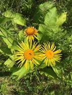 Inula helenium L. resmi