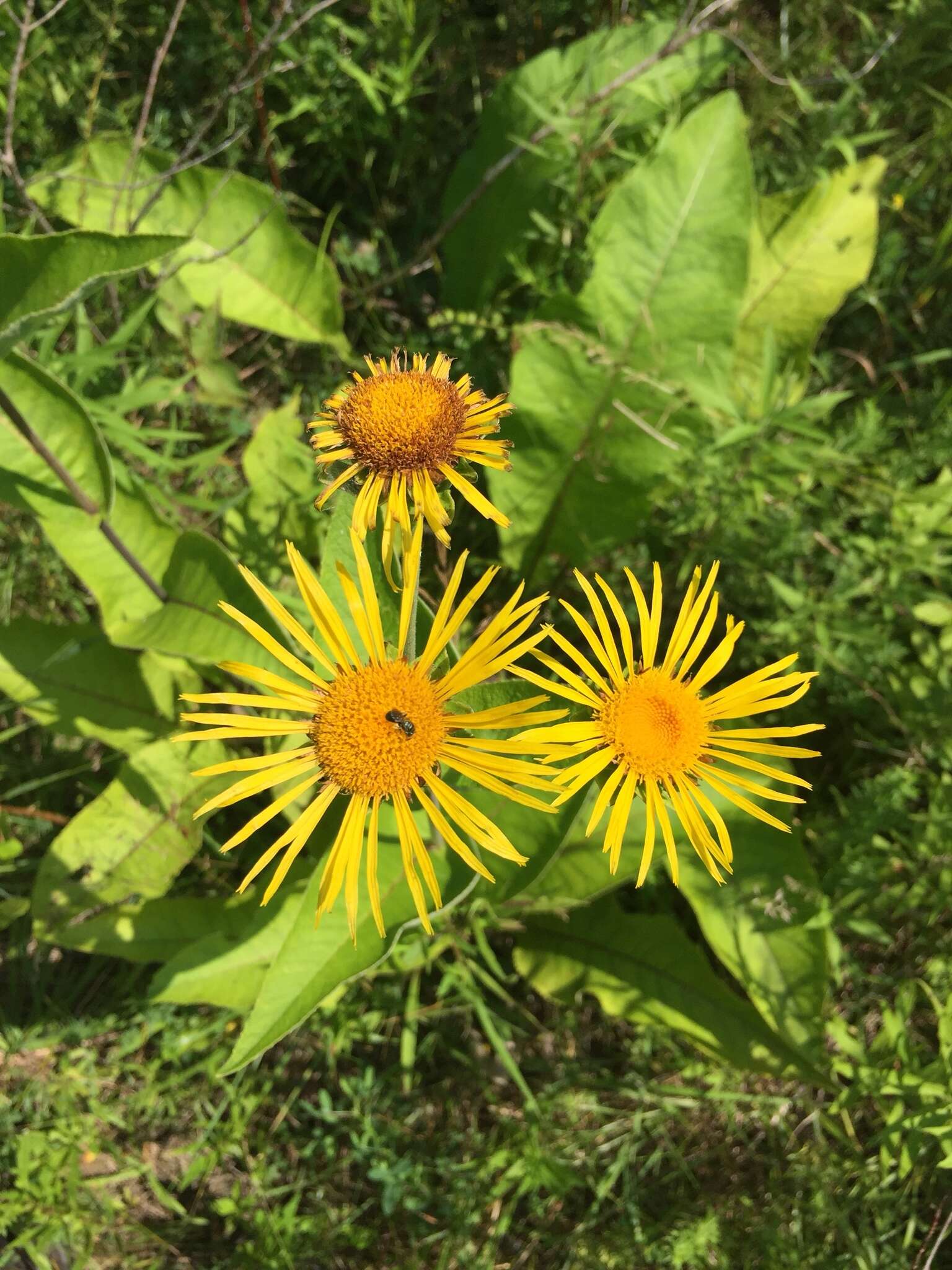 Inula helenium L. resmi