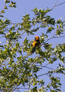 Imagem de Icterus croconotus (Wagler 1829)