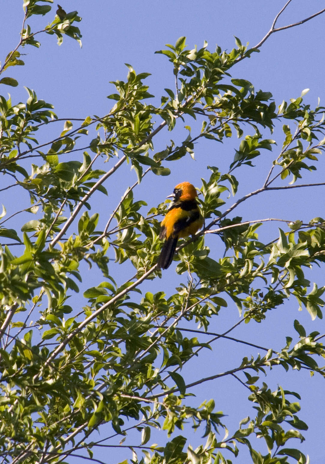 Imagem de Icterus croconotus (Wagler 1829)