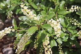 Imagem de Prunus virginiana var. demissa (Nutt.) Torr.