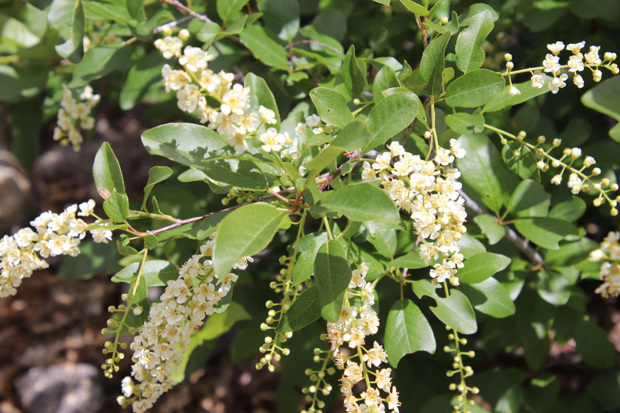 Imagem de Prunus virginiana var. demissa (Nutt.) Torr.