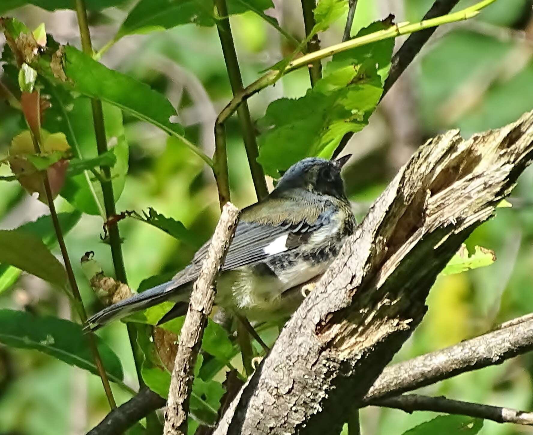 Image of Black-throated Blue Warbler
