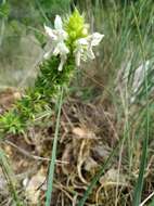 Image of Stachys atherocalyx K. Koch