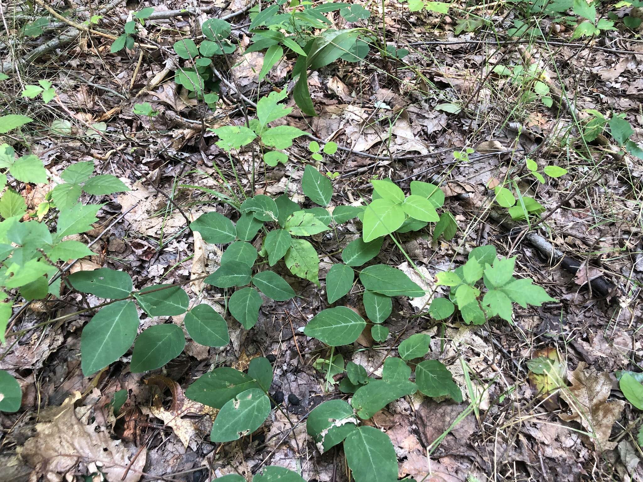 Sivun Desmodium humifusum (Muhl.) Beck kuva