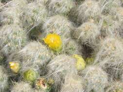 Plancia ëd Austrocylindropuntia floccosa (Salm-Dyck) F. Ritter