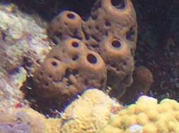 Image of brown tube sponge