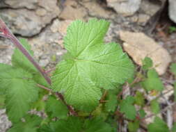 Image de Rubus neomexicanus A. Gray