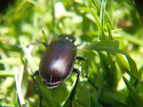 Imagem de Calosoma (Castrida) vagans Dejean 1831