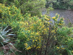 Image of leafy broom