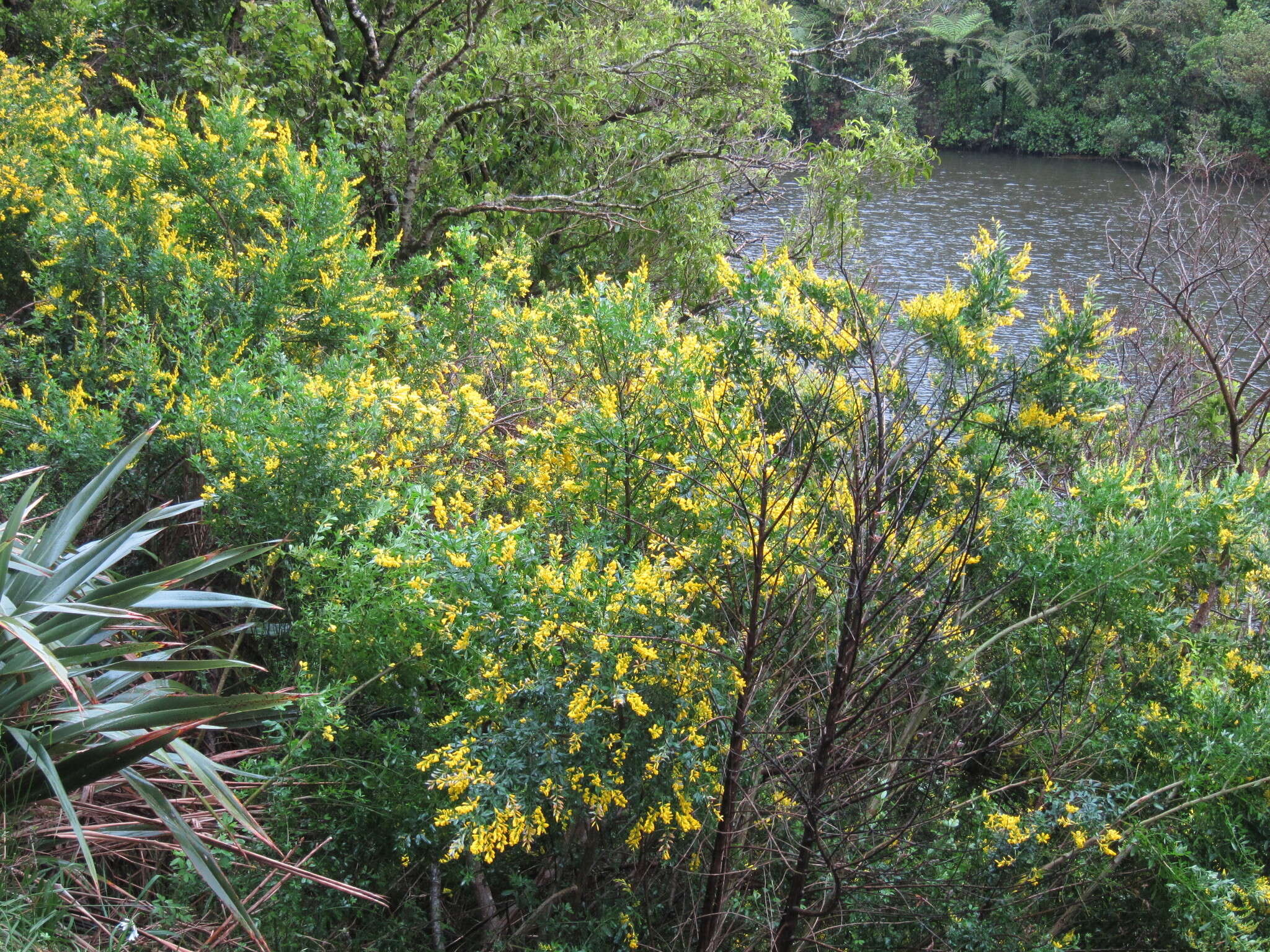 Image of leafy broom