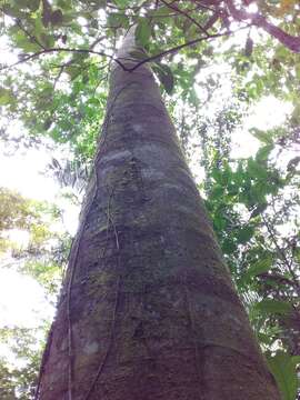 Image de Clarisia biflora Ruiz & Pav.