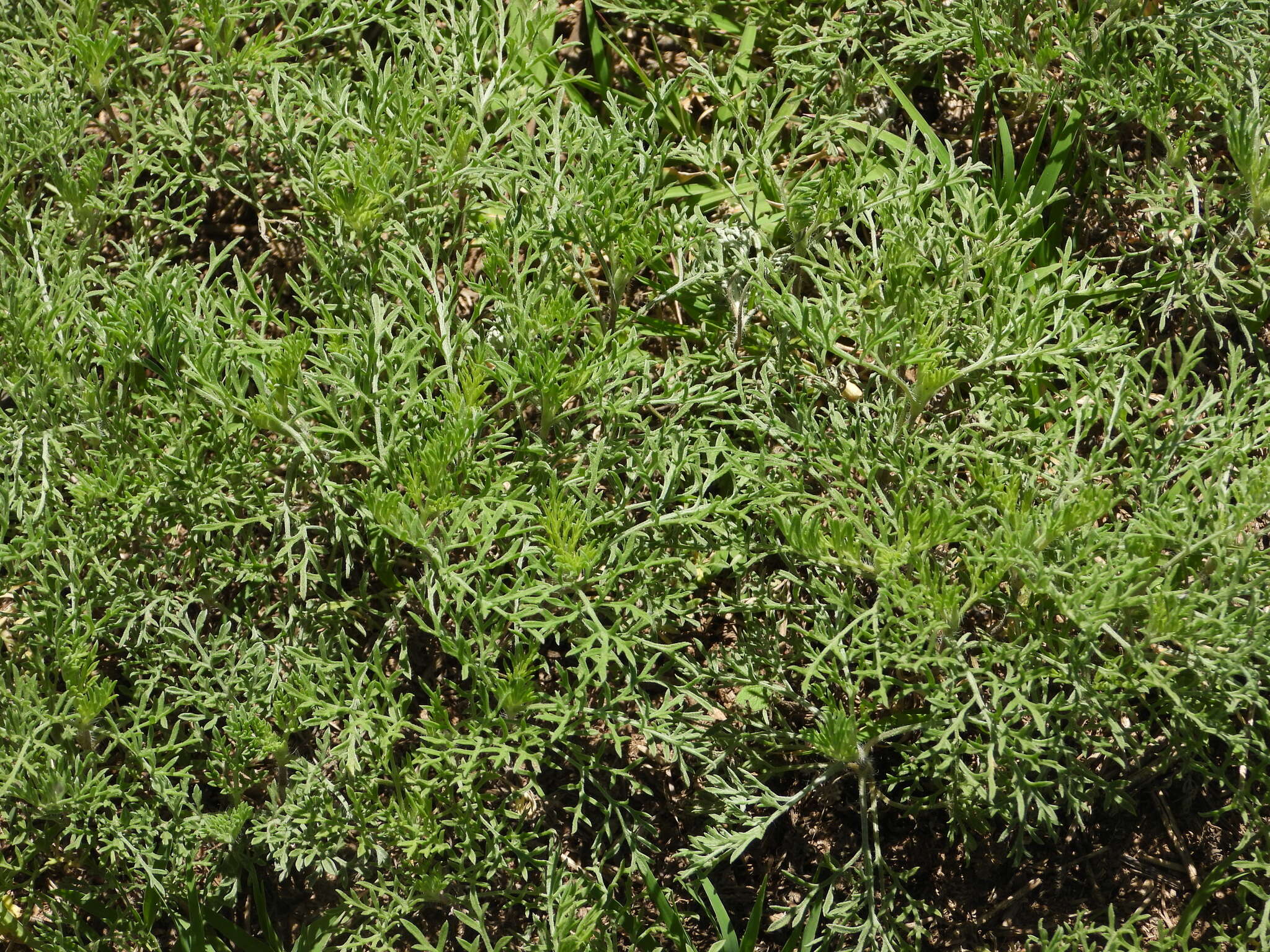 Image of slimleaf bur ragweed