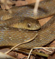 Plancia ëd Dasypeltis scabra (Linnaeus 1758)