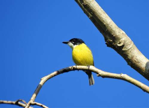 Image of Black-headed Tody-Flycatcher