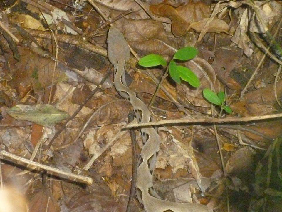 Image of Brazilian Lancehead