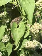 Image of hemp vine