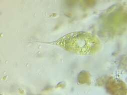 Image of Phacus elegans Pochmann 1942