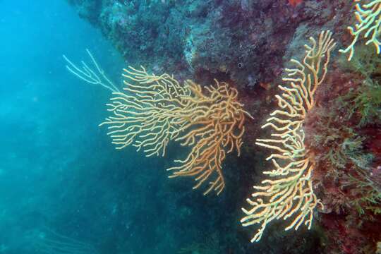 Image of yellow gorgonian