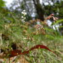 Image of Gonocarpus humilis Orchard