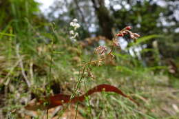 Image of Gonocarpus humilis Orchard