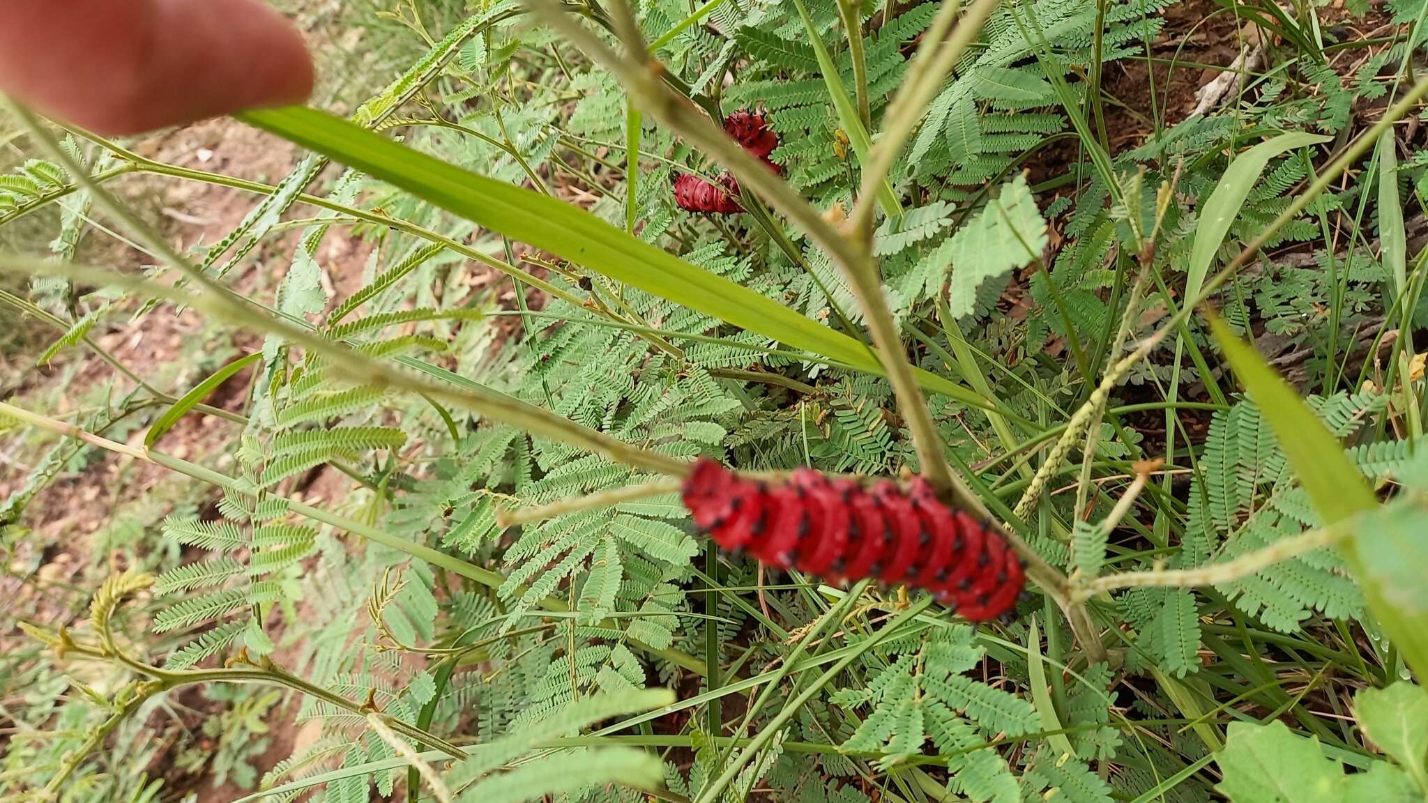 Image of Melanocera menippe (Westwood 1849)