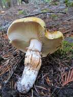 Tricholoma focale (Fr.) Ricken 1914 resmi