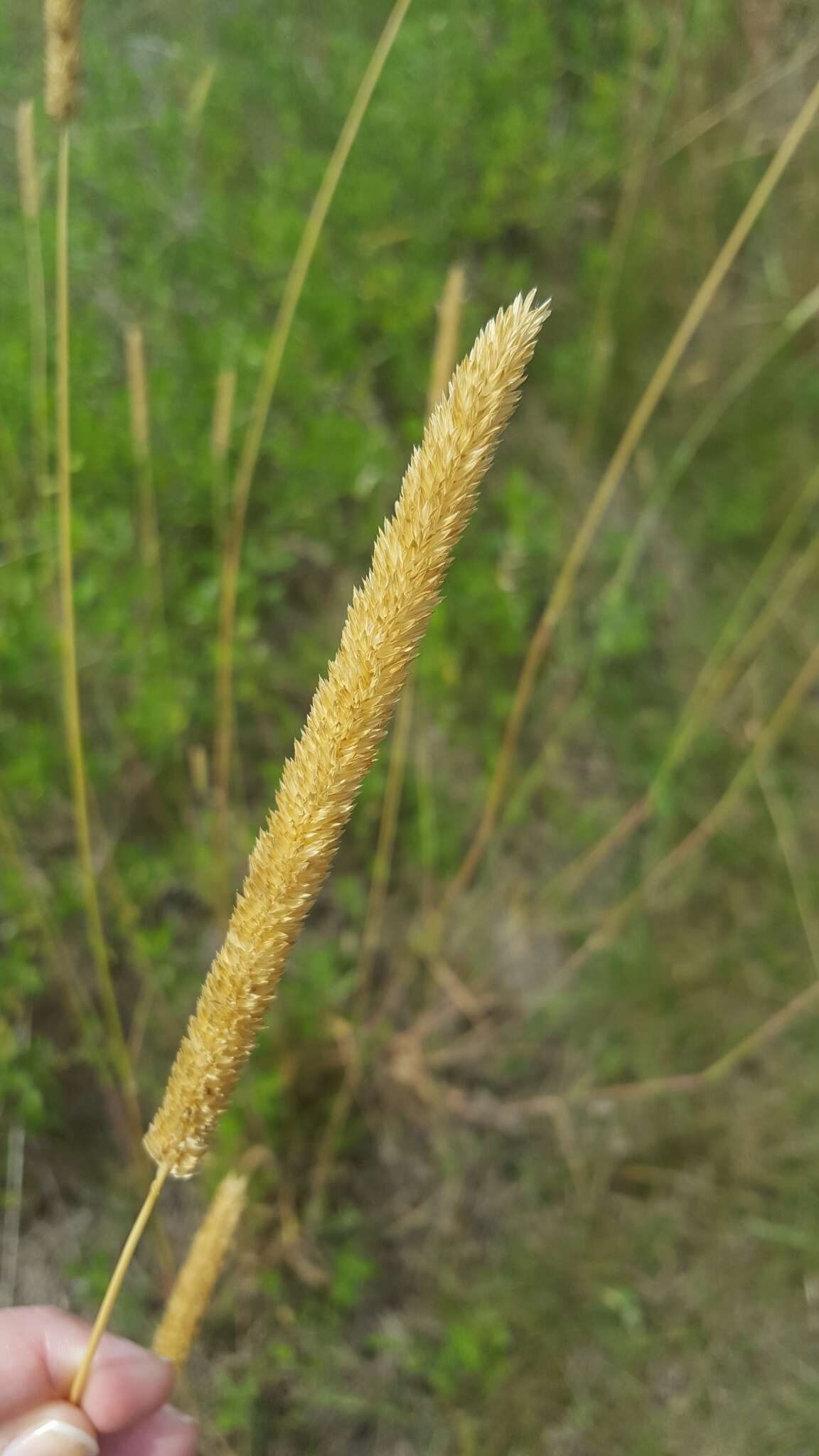 Image of timothy canarygrass