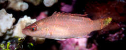 Image of Cheilinus orientalis