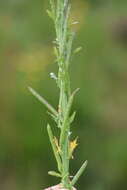 Image of Barbarea bracteosa Guss.