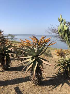 Image of Mountain aloe