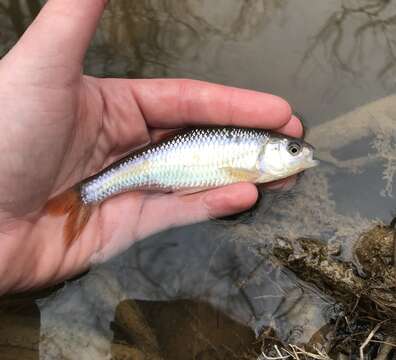 Image of White shiner