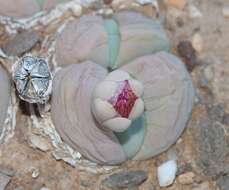 صورة Gibbaeum heathii (N. E. Br.) L. Bol.