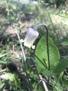 Plancia ëd Clematis ochroleuca