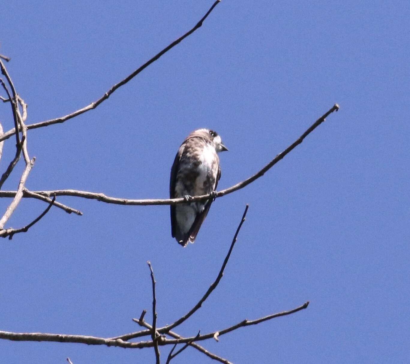 Image of White-browed Purpletuft