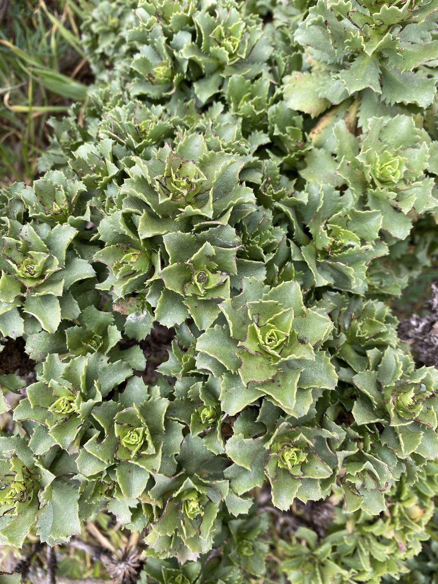 Image of Haplopappus foliosus DC.