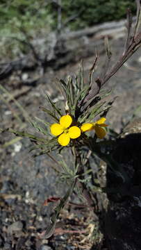 Image of Cascade wallflower