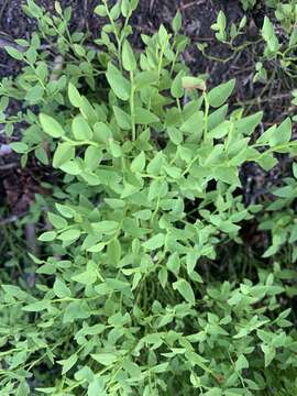 Image de Vaccinium scoparium Leiberg