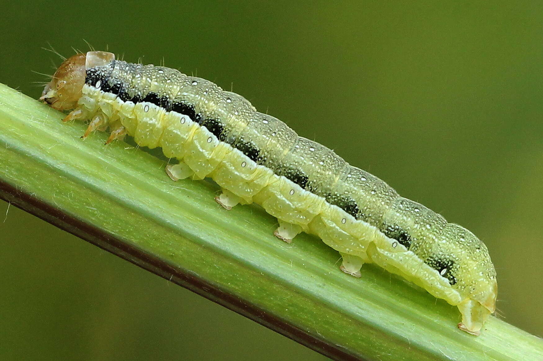 Слика од Orthosia gracilis Schiffermüller 1775