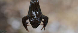 Image of Dybowski's frog