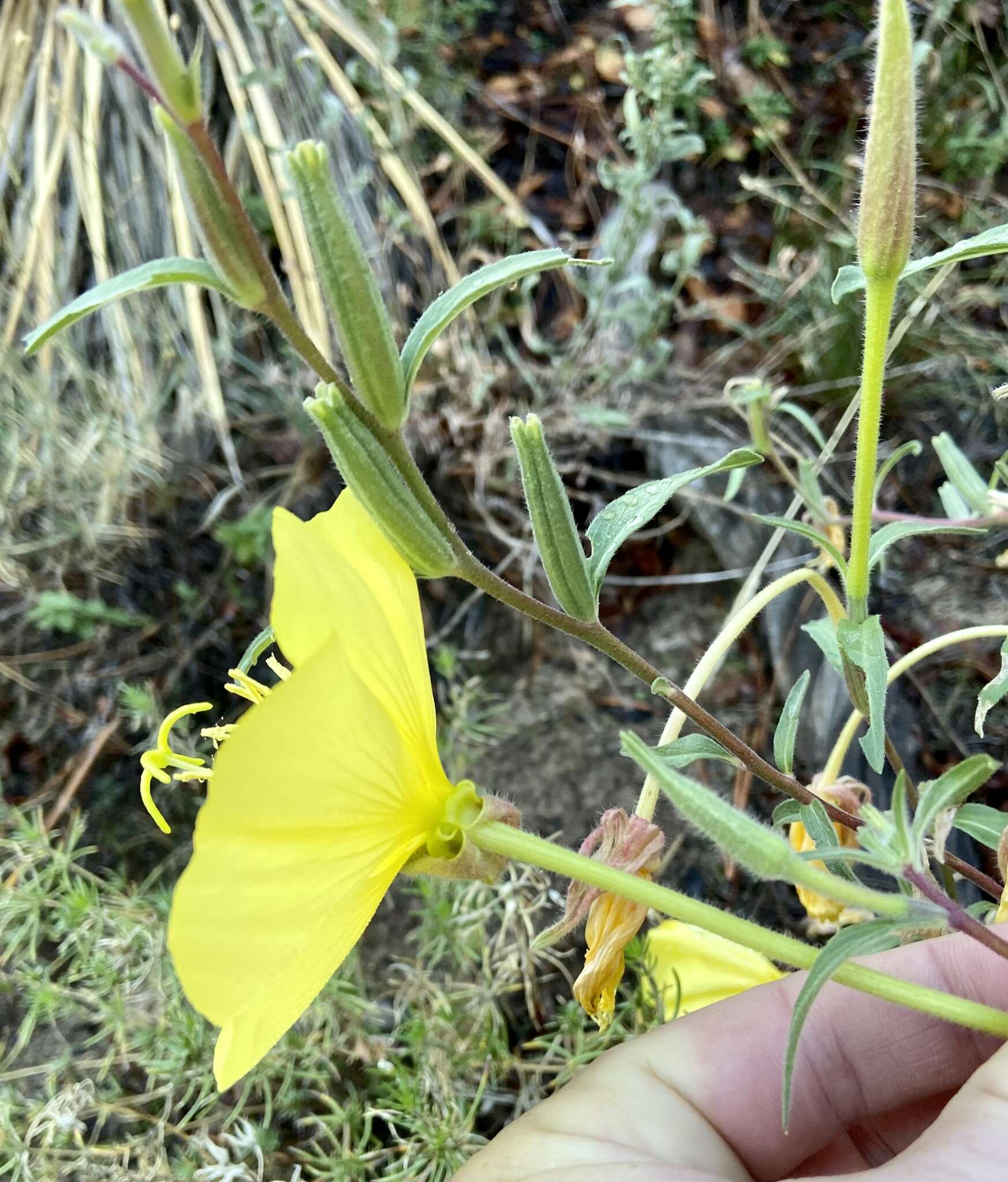 Image of longstem evening primrose