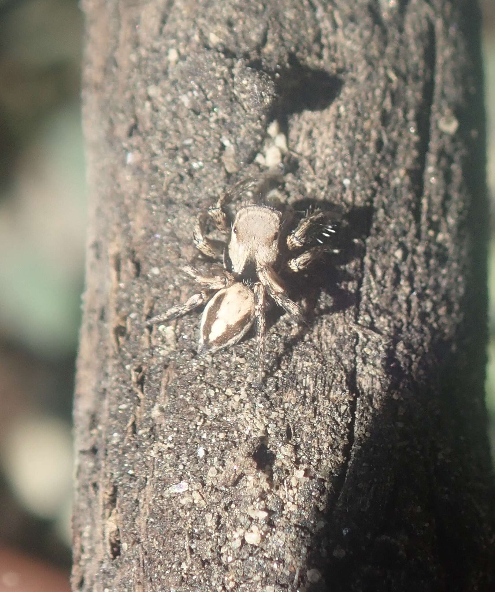 Image of Habronattus californicus (Banks 1904)