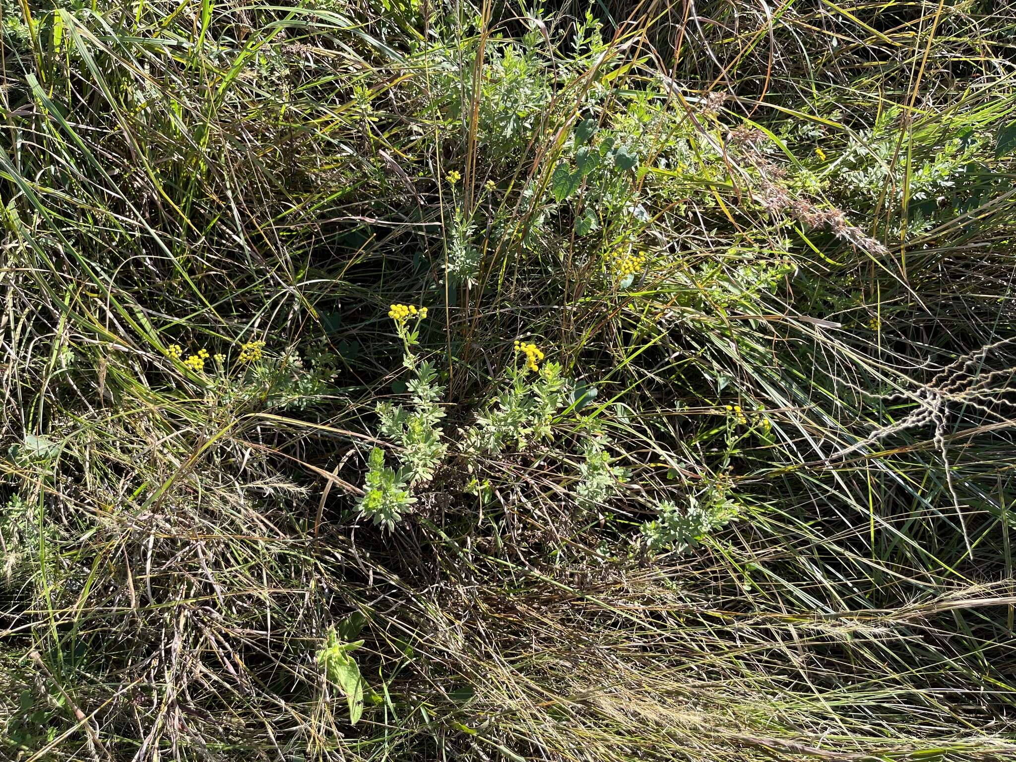 Image of Schistostephium crataegifolium (DC.) Fenzl ex Harv. & Sond.