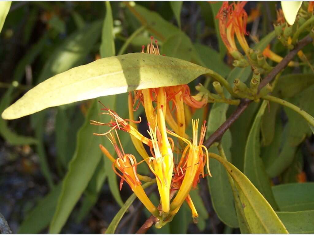 Image de Dendrophthoe glabrescens (Blakely) Barlow