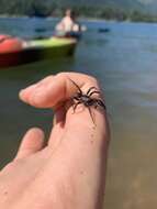 Image of Foldingdoor Spider