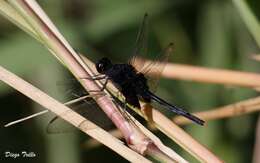 Image of Black Pondhawk