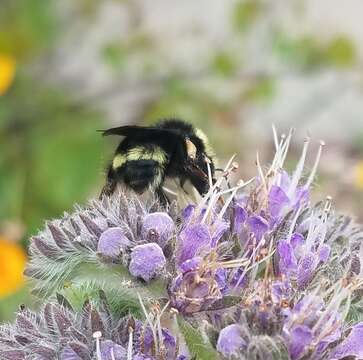 Plancia ëd Bombus vandykei (Frison 1927)