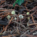 Image of Mycena xantholeuca Kühner 1938