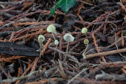 Mycena xantholeuca Kühner 1938 resmi